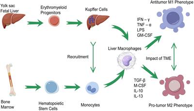 Role of tumor-associated macrophages in hepatocellular carcinoma: impact, mechanism, and therapy